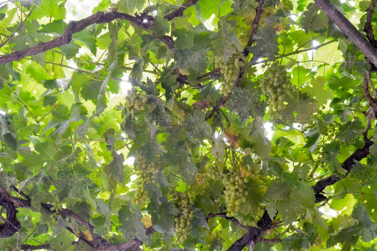 Grapes in a vinery photo