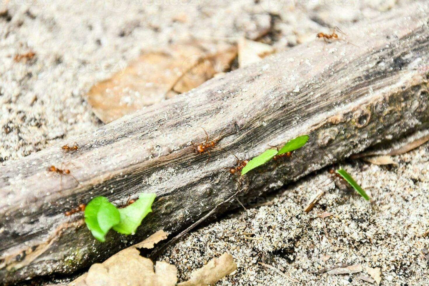 Red ants carrying leaves photo