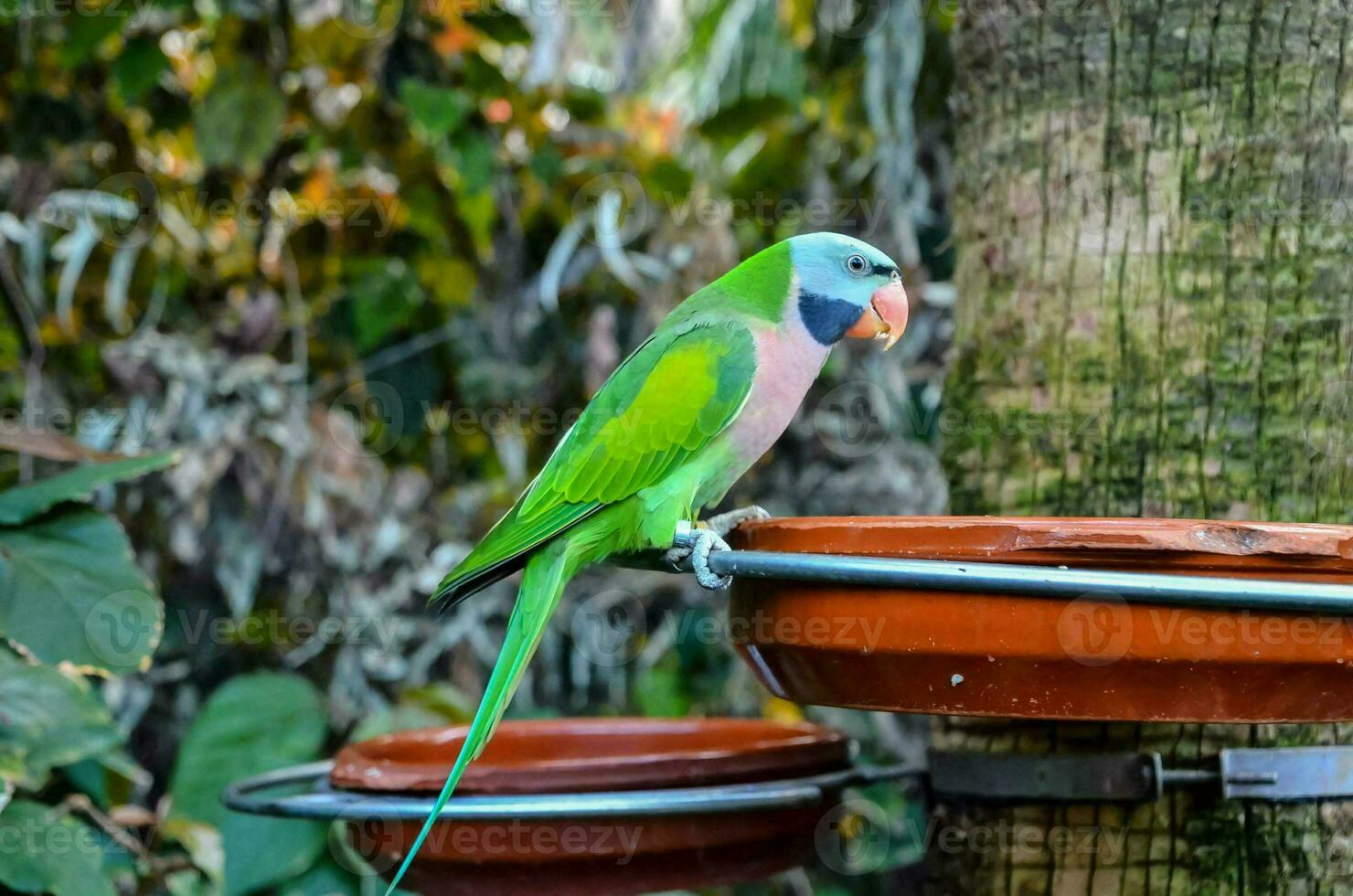 A colorful parrot photo