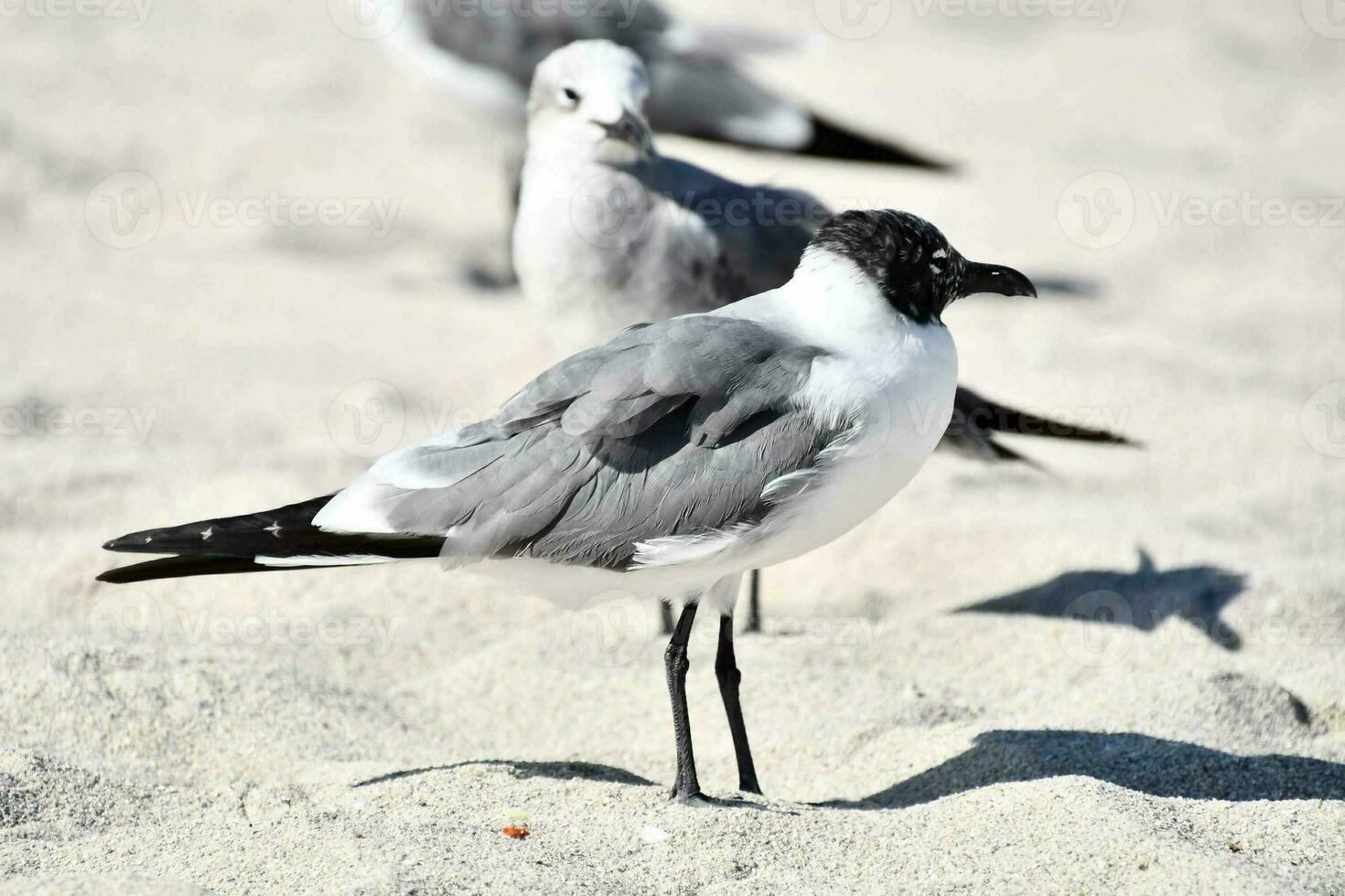 pájaro en la naturaleza foto