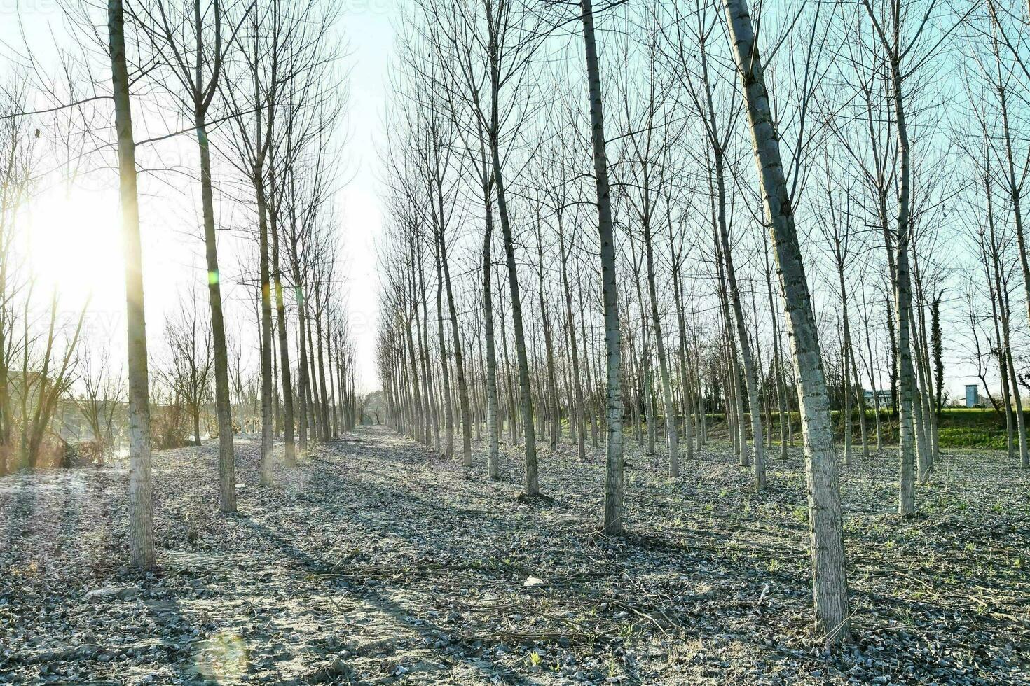 Trees in the forest photo