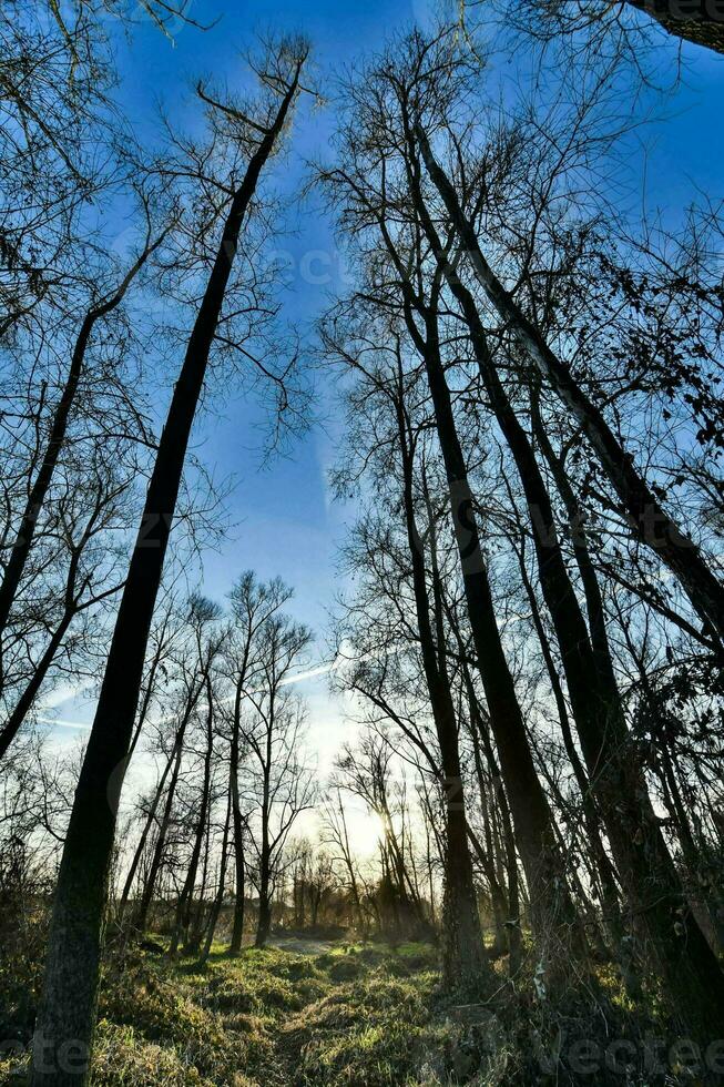 Trees in the forest photo