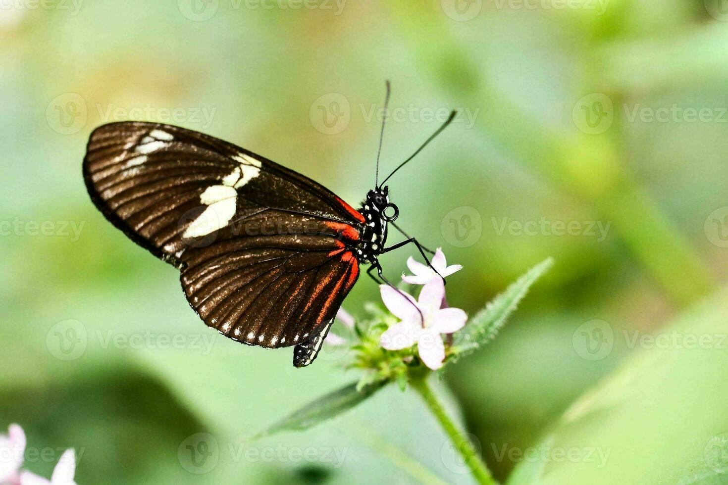 cerca arriba con un mariposa foto