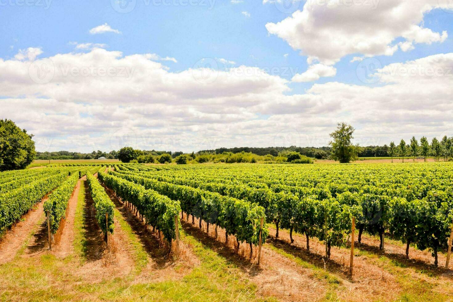 A vineyard landscape photo