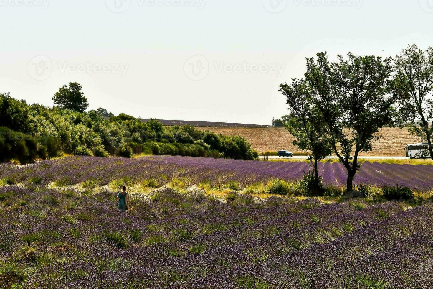 A field with flowers photo