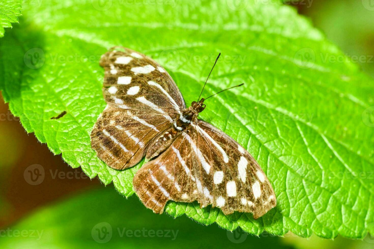 Close up of a butterfly photo