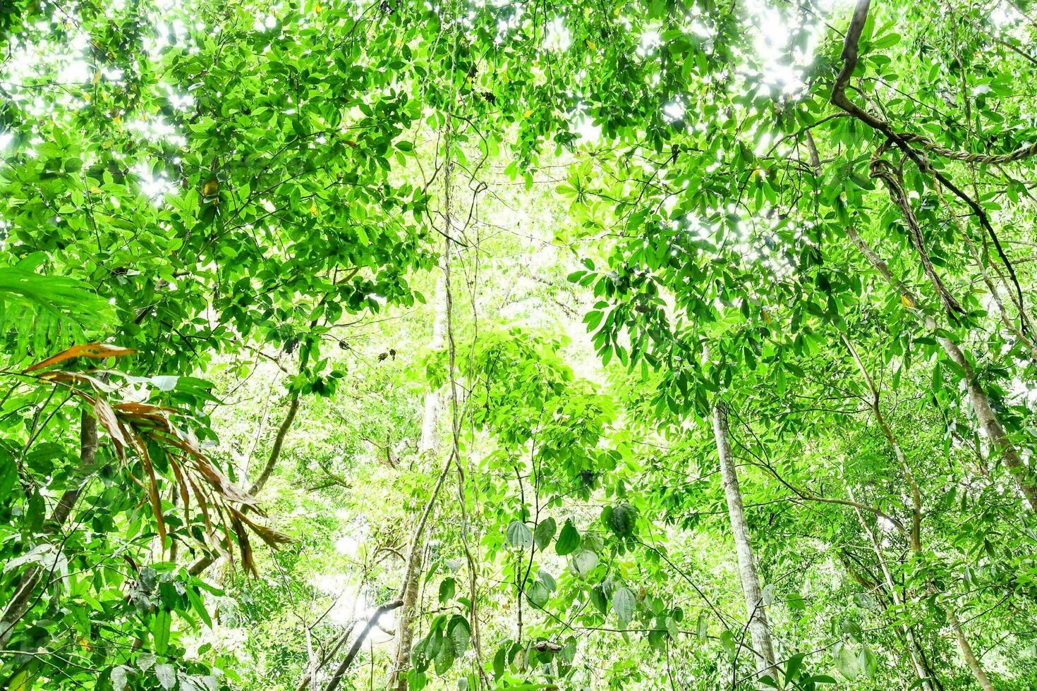 Trees in the forest photo