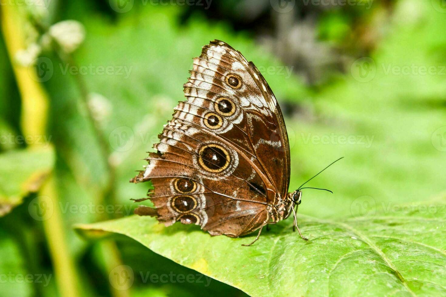 Close up of a butterfly photo