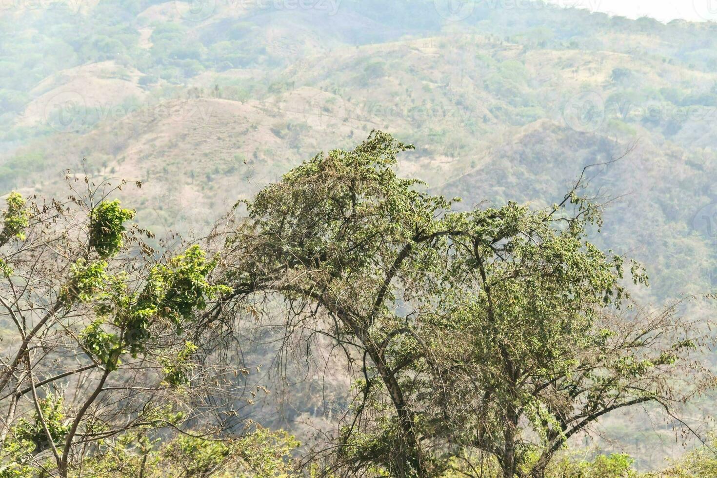 Trees in the forest photo