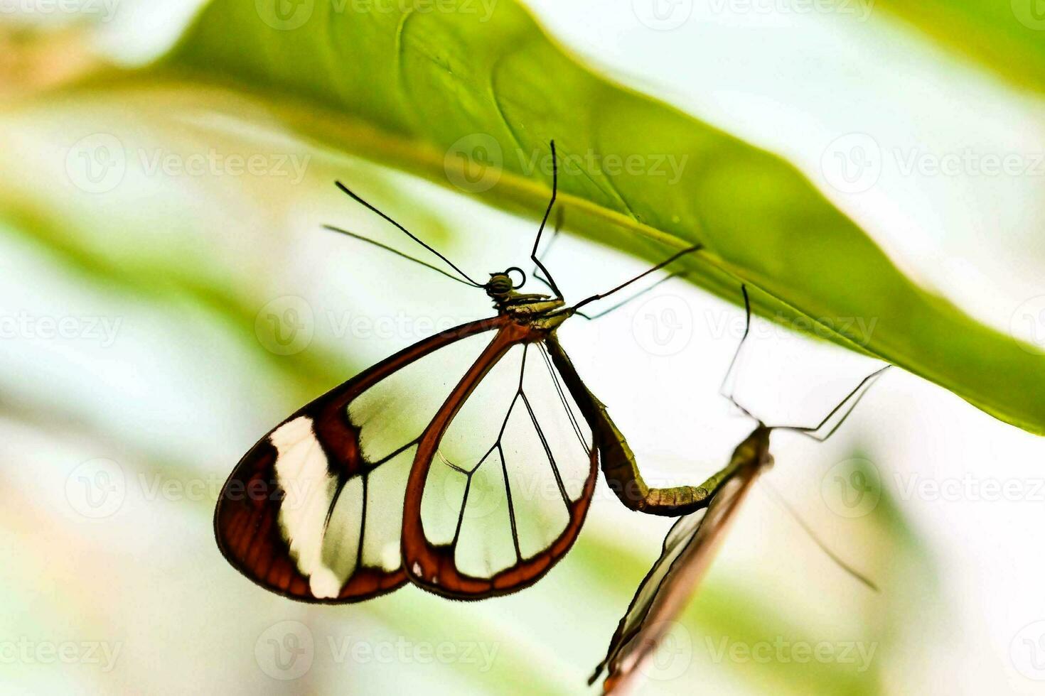 Close up of a butterfly photo