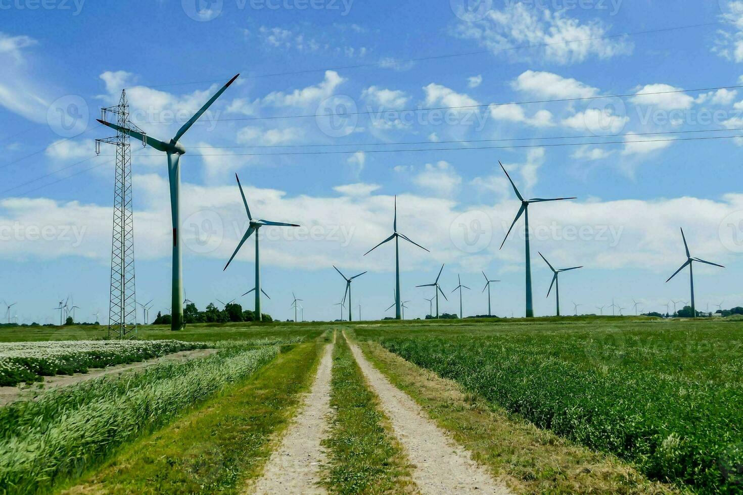 A windmill field photo