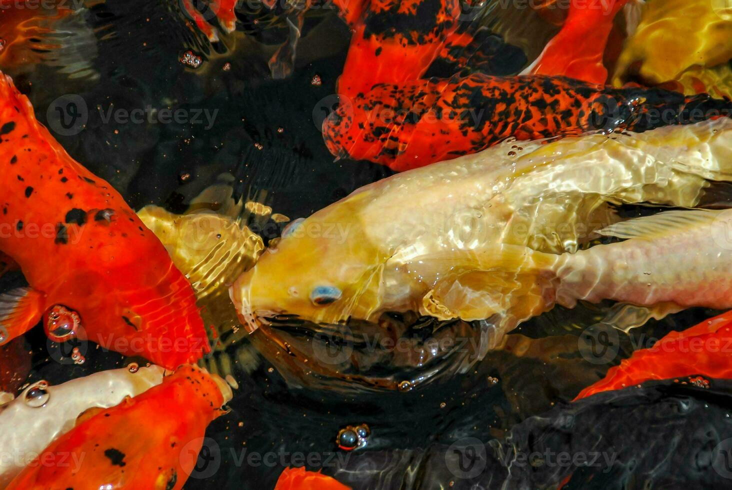 Fishes in the water photo