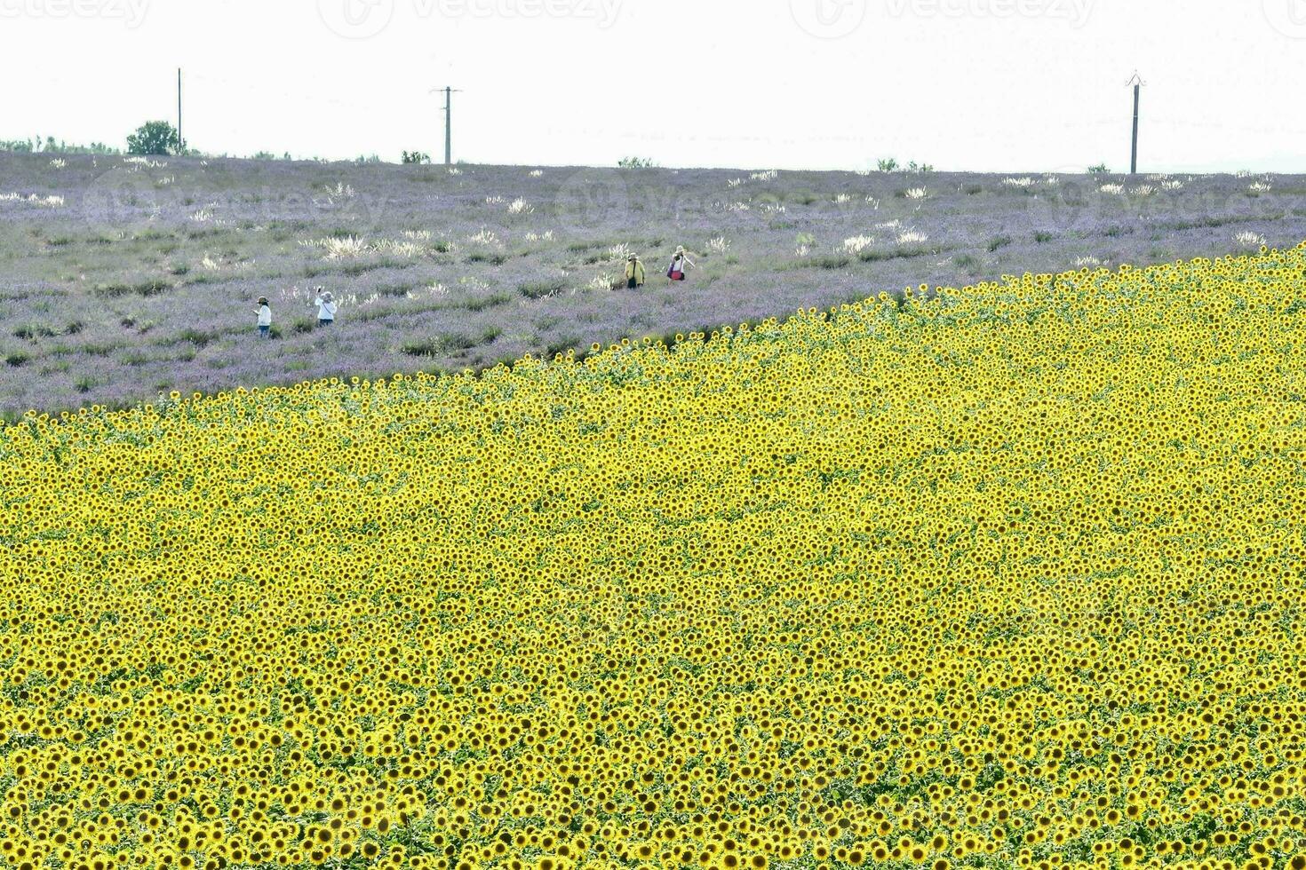A  field with flowers photo