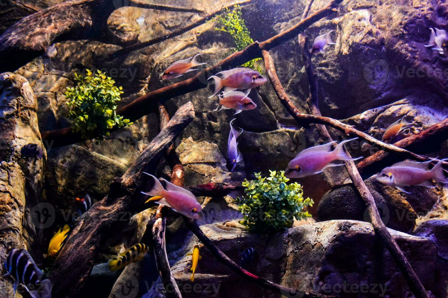 Fishes in an aquarium photo