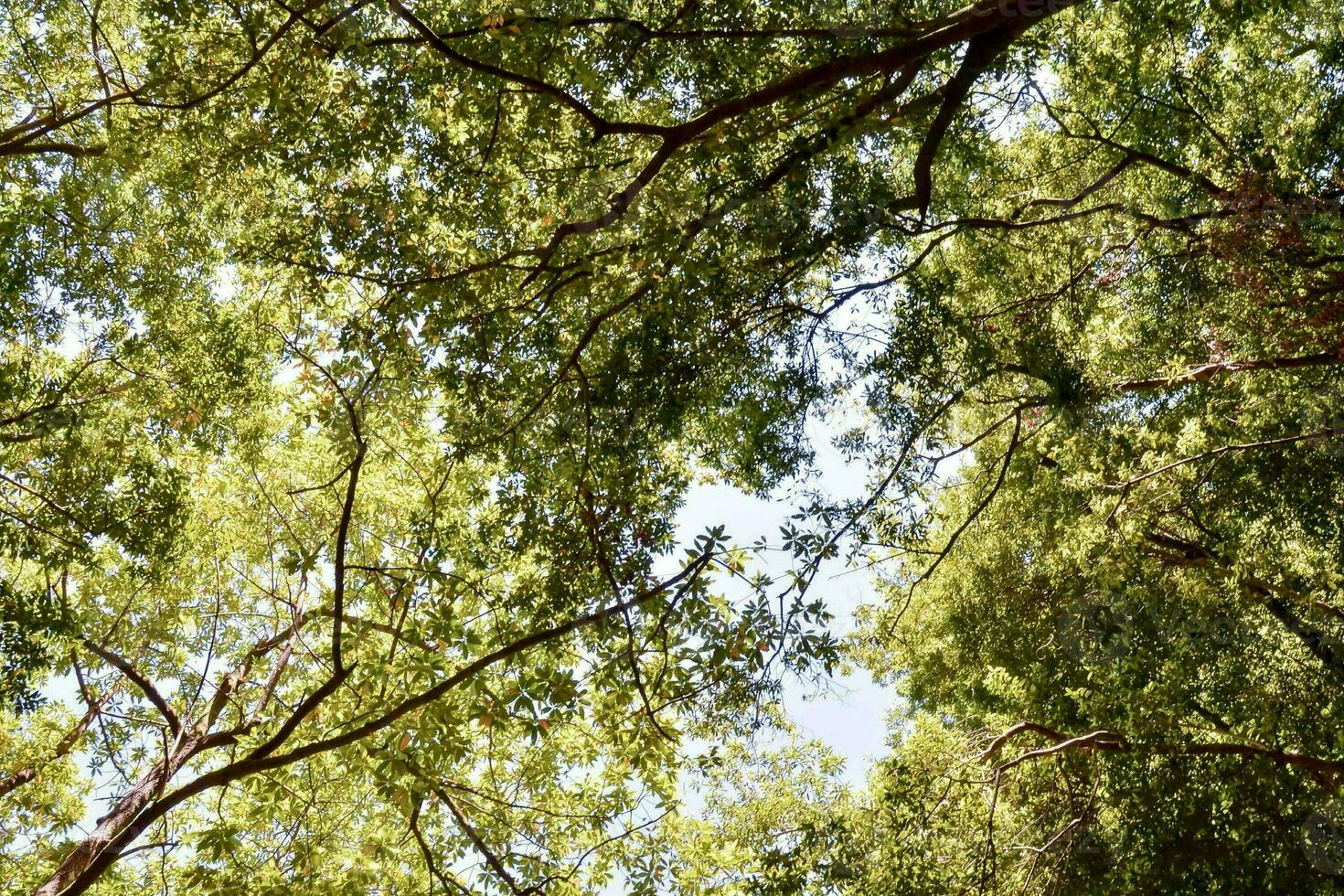 Background with trees photo