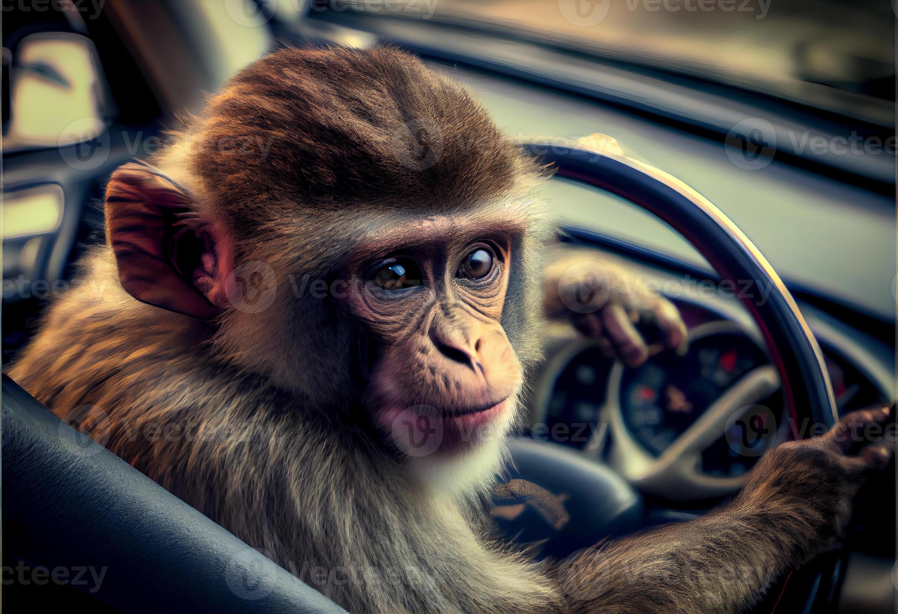 little monkey driving a car. bad driver. ai generated 23280806 Stock