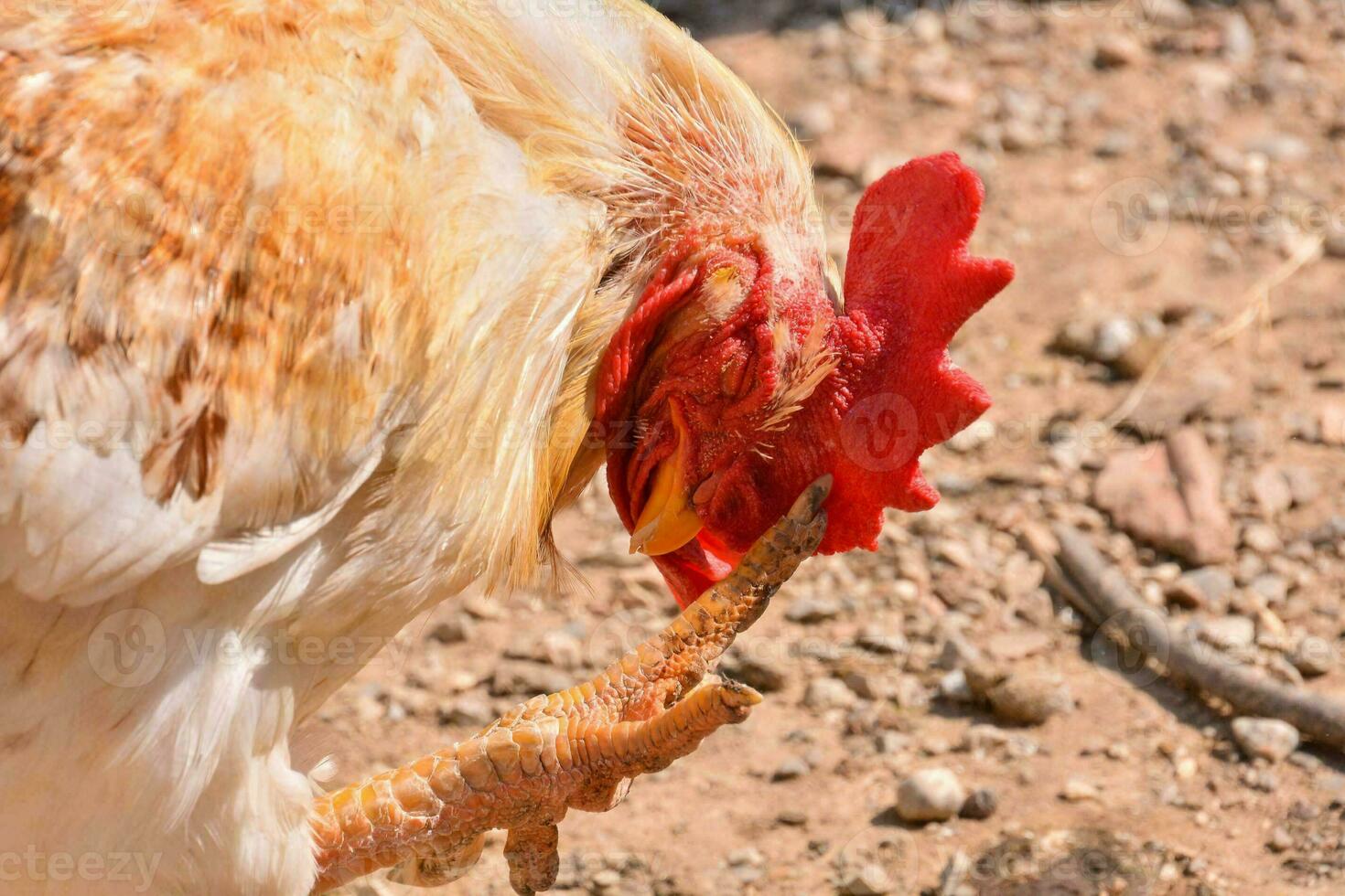 Background with a chicken photo