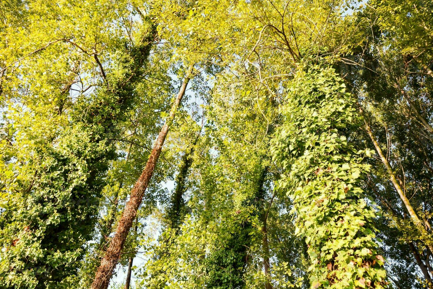 Trees in the forest photo