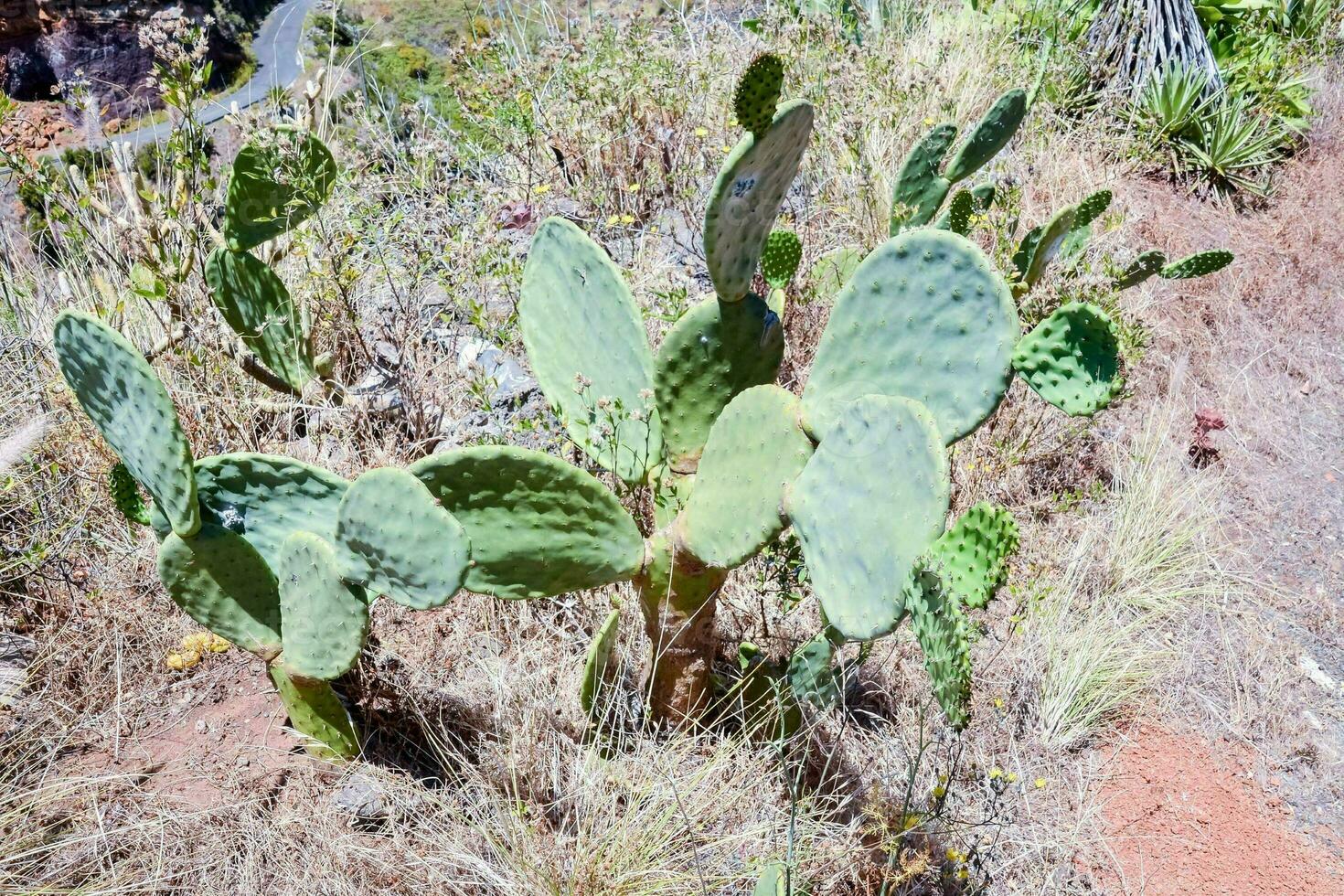 Background with cacti photo