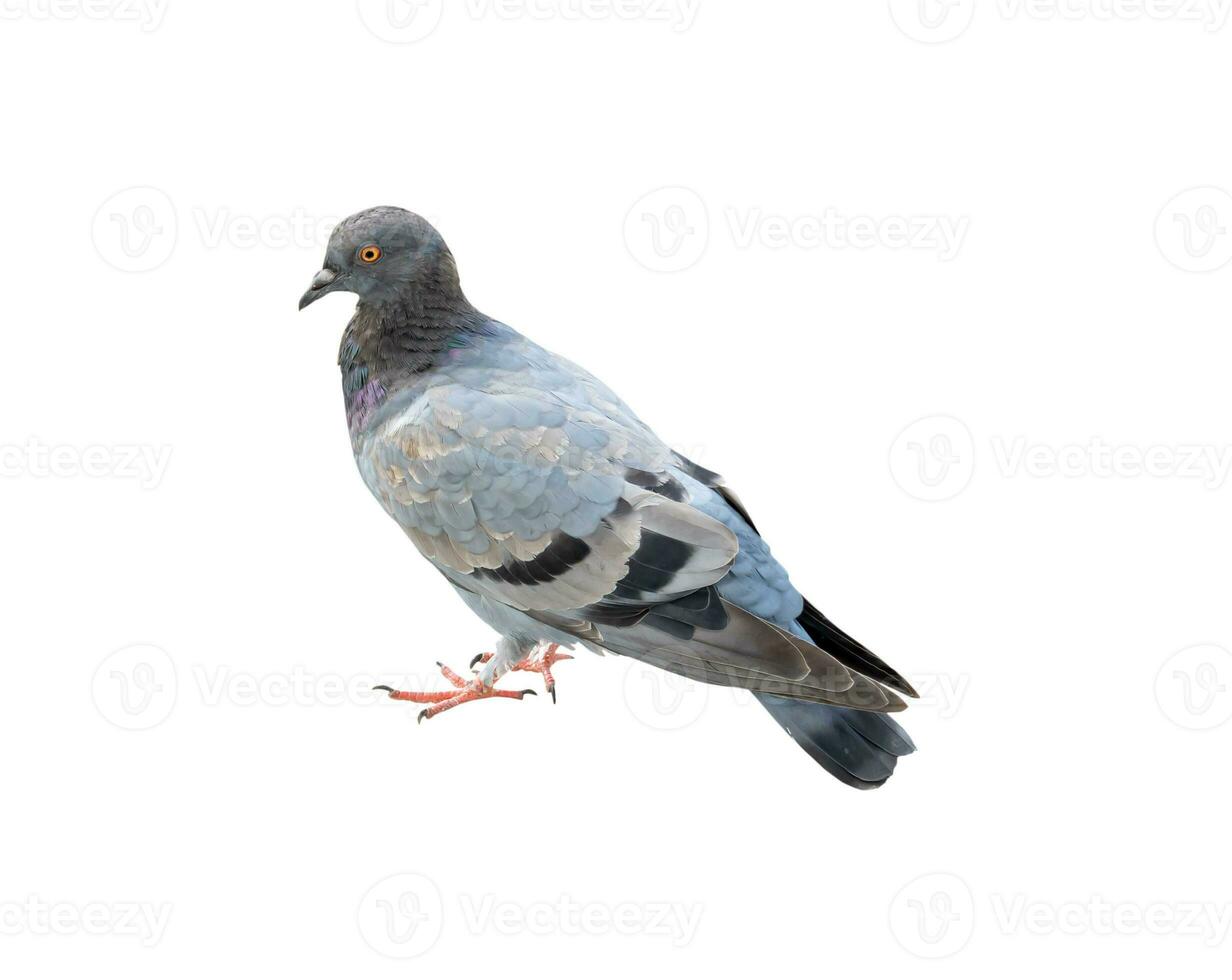 Single wild pigeon standing isolated on white background with clipping path photo
