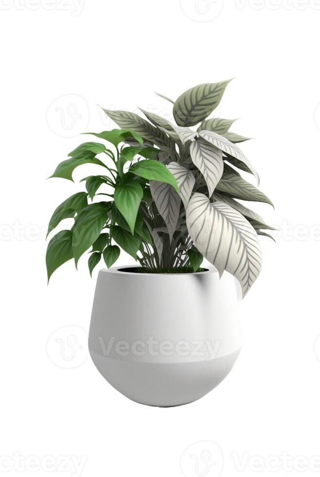 Beautiful ornamental plant in flowerpot isolated on white. Home decoration, photo