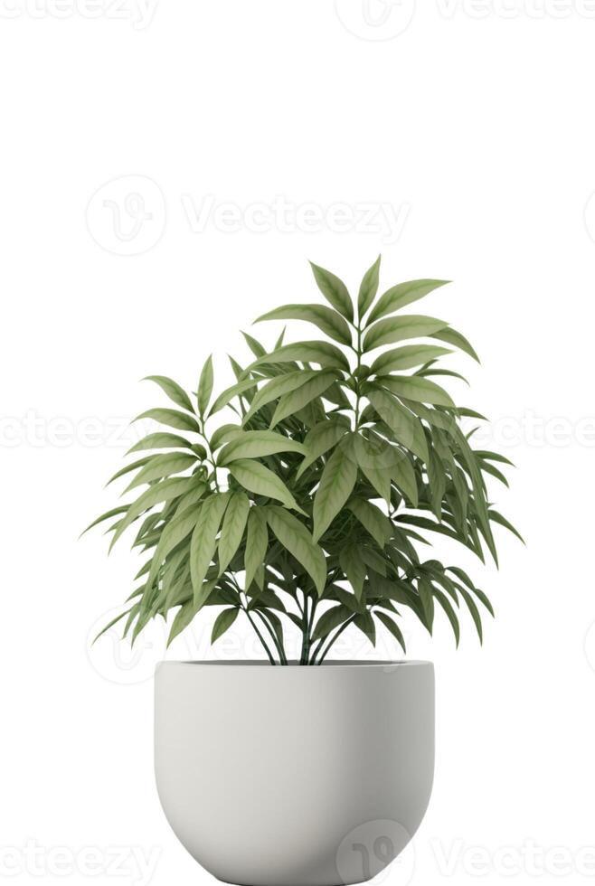 Beautiful ornamental plant in flowerpot isolated on white. Home decoration, photo