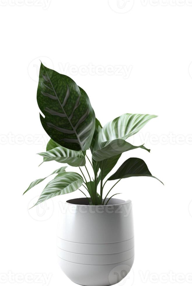 Beautiful ornamental plant in flowerpot isolated on white. Home decoration, photo