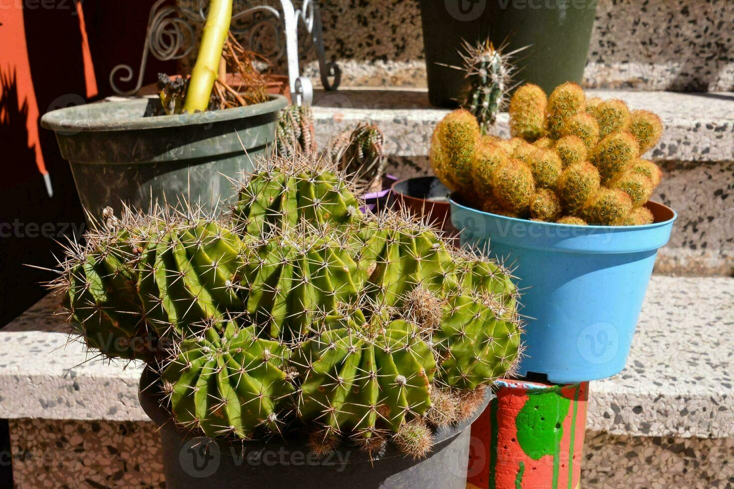 Background with cacti photo