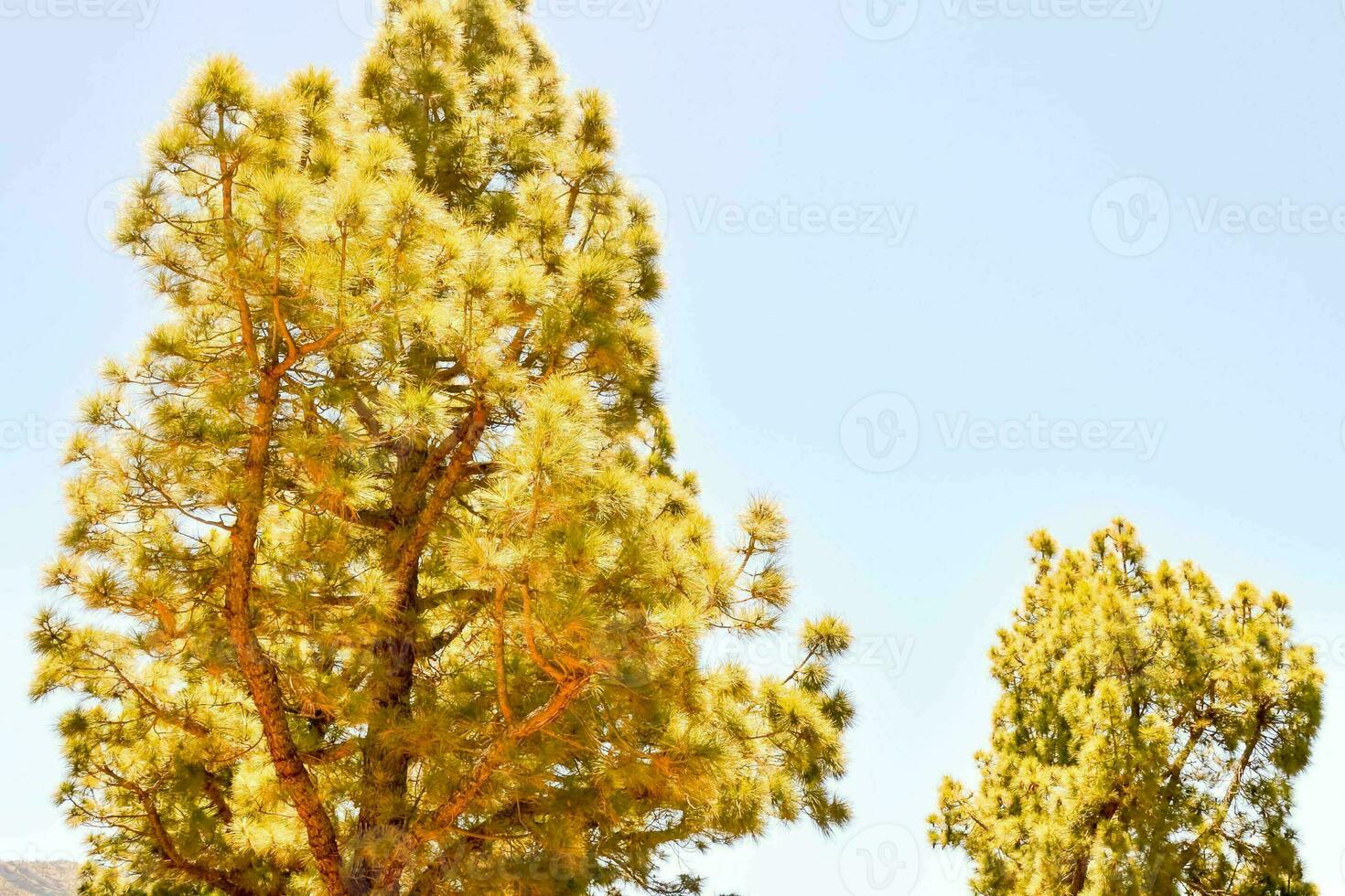 Trees in the forest photo