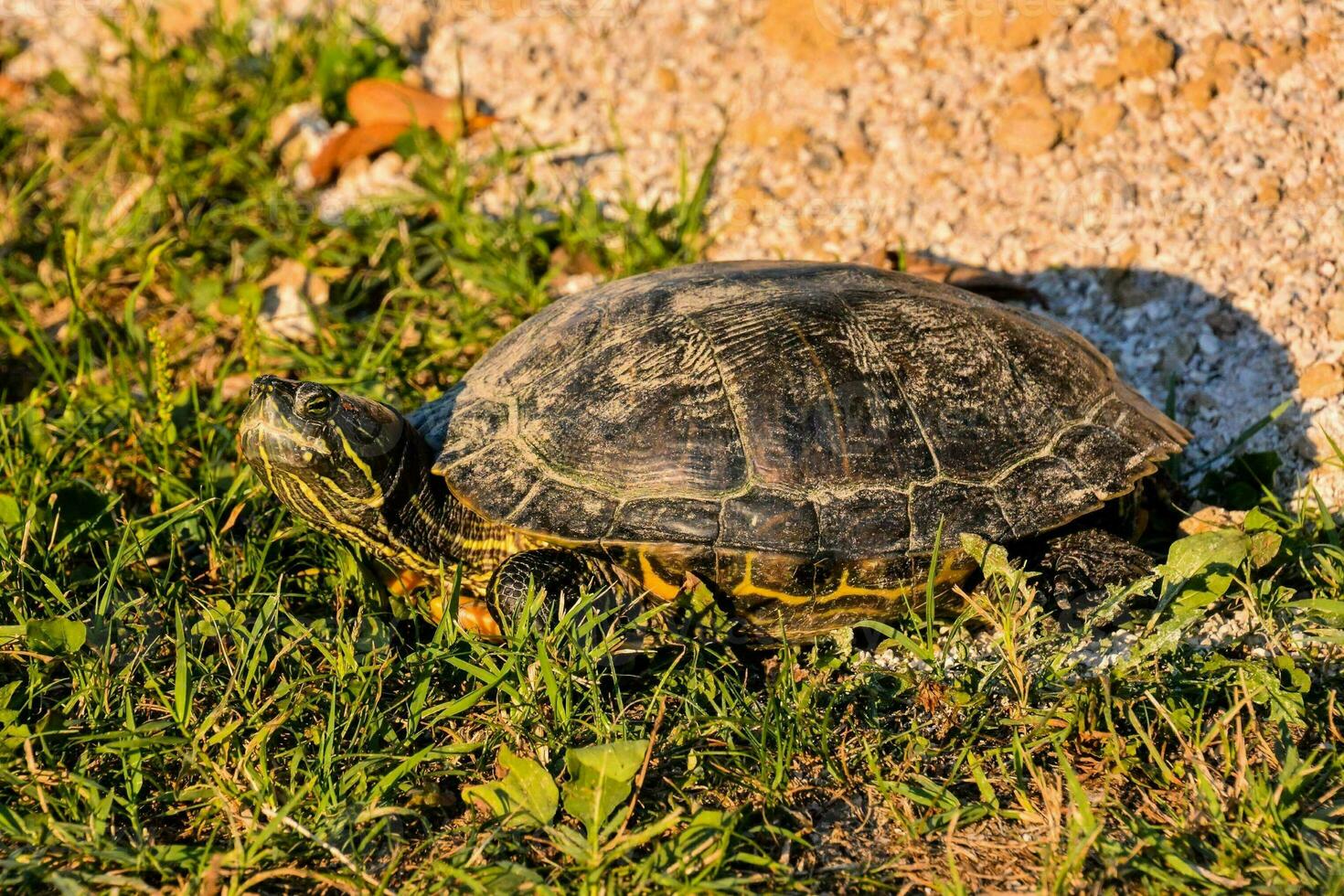 Background with a turtle photo