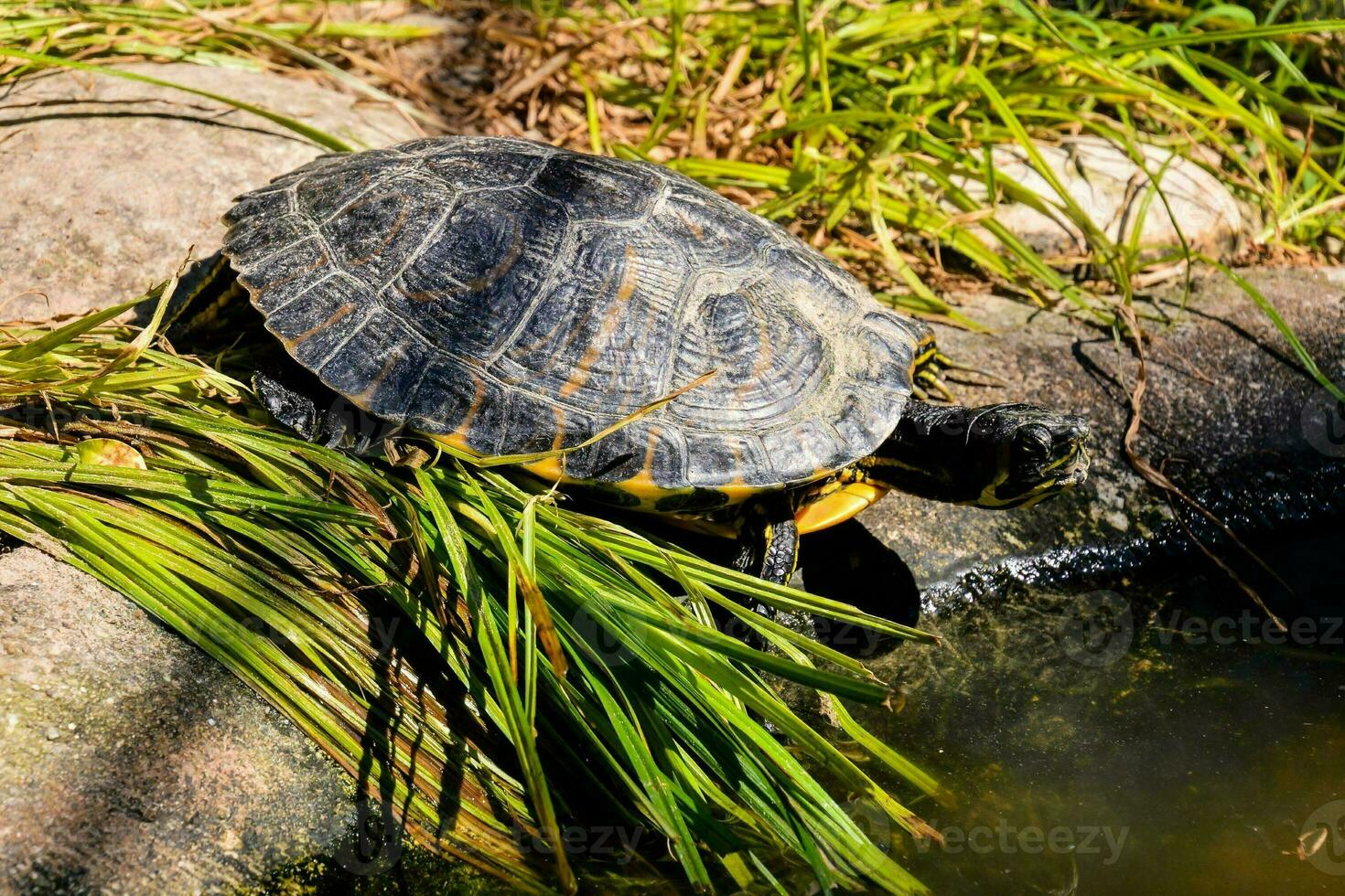 Background with a turtle photo