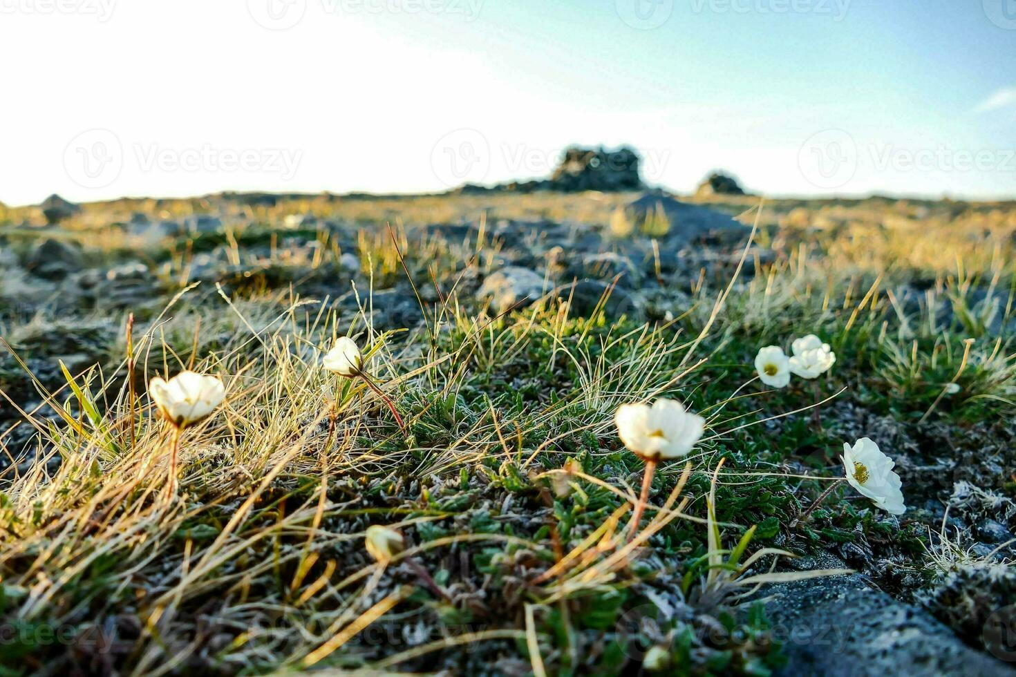 Background with flowers photo