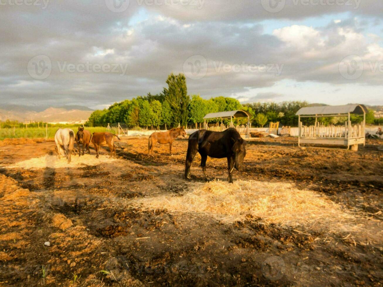 Horses at the farm photo