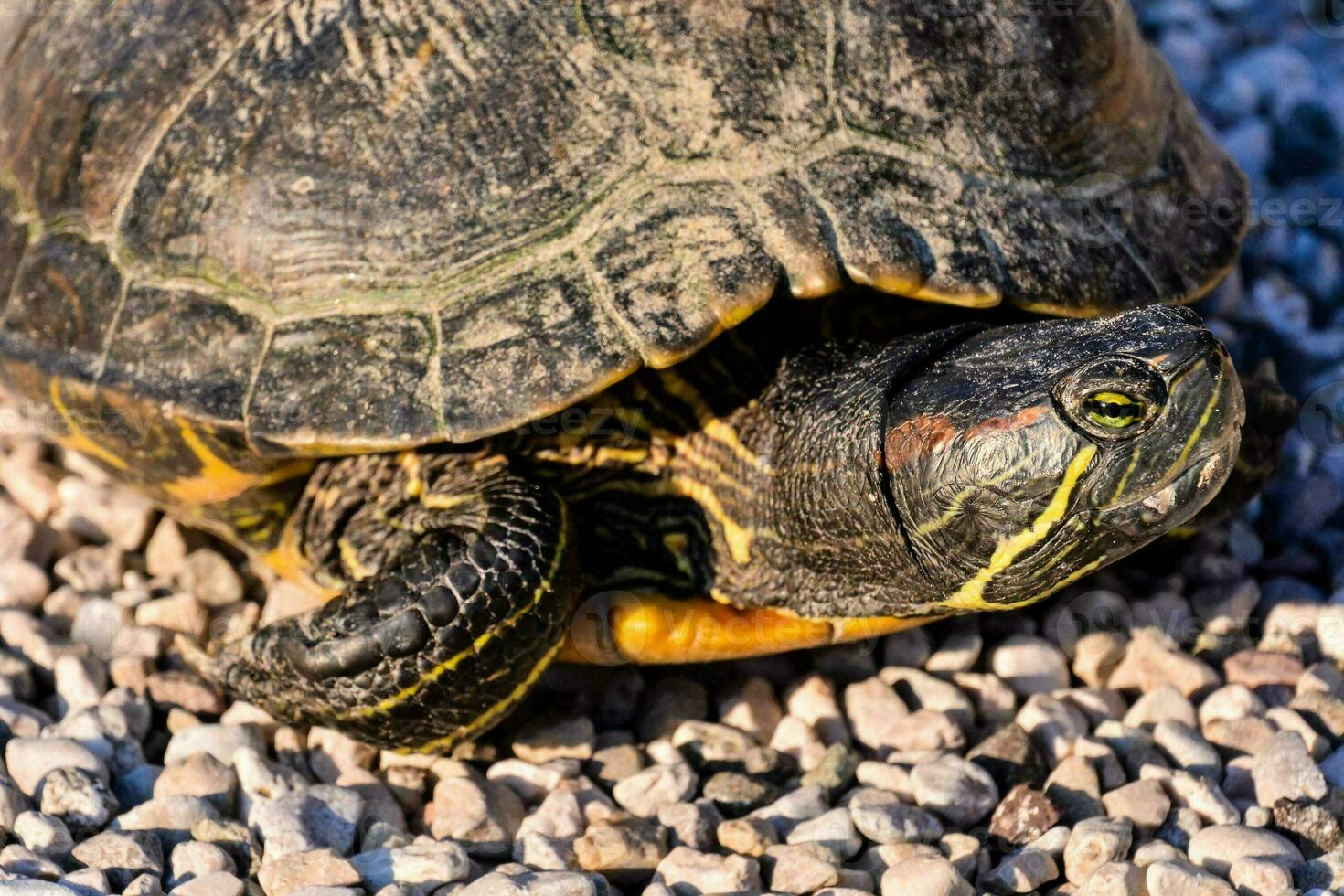Background with a turtle photo