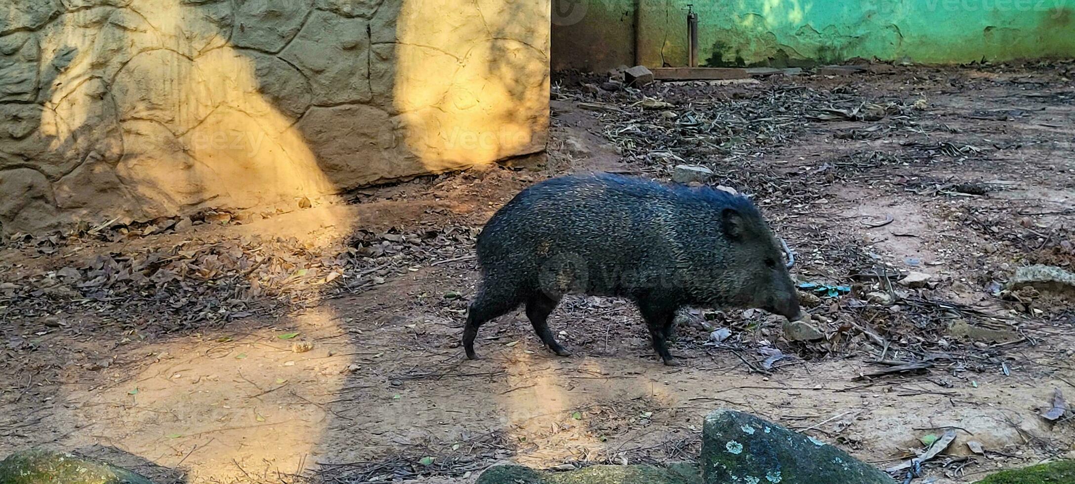 cerdo salvaje brasileño conocido como pecarí foto