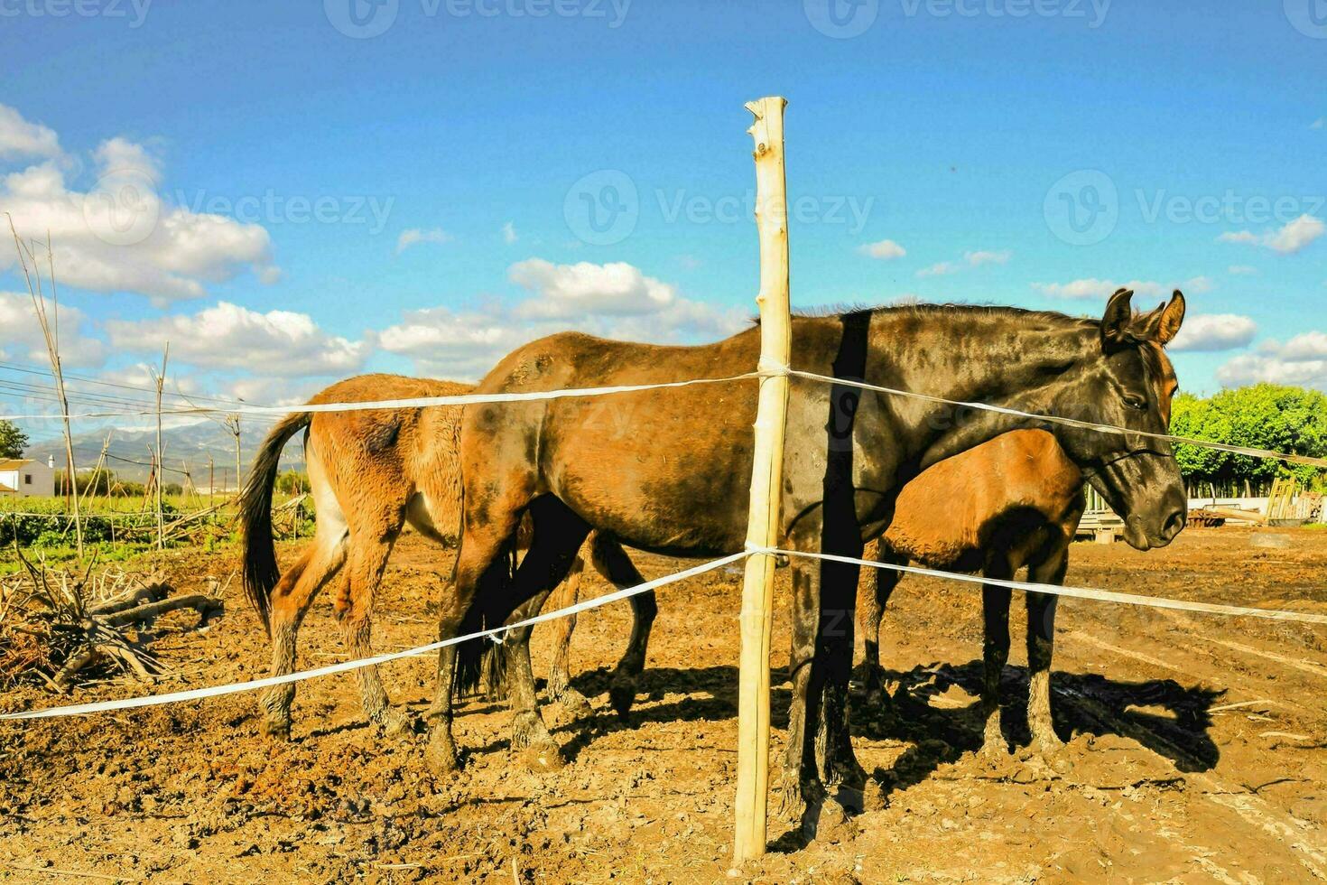 Horses at the farm photo