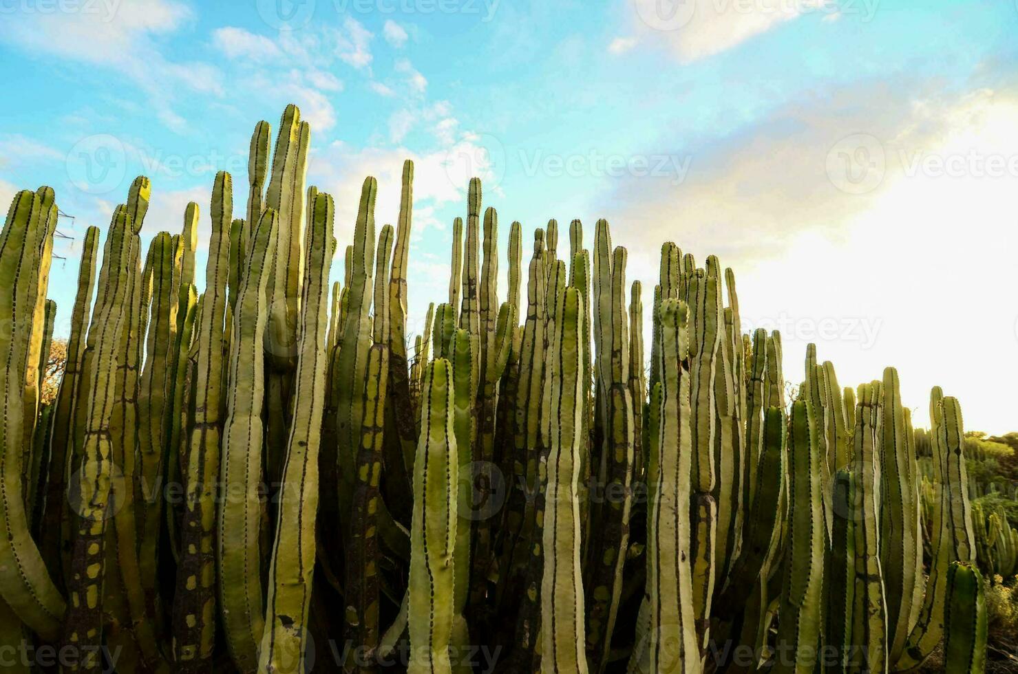 un grupo de cactus foto