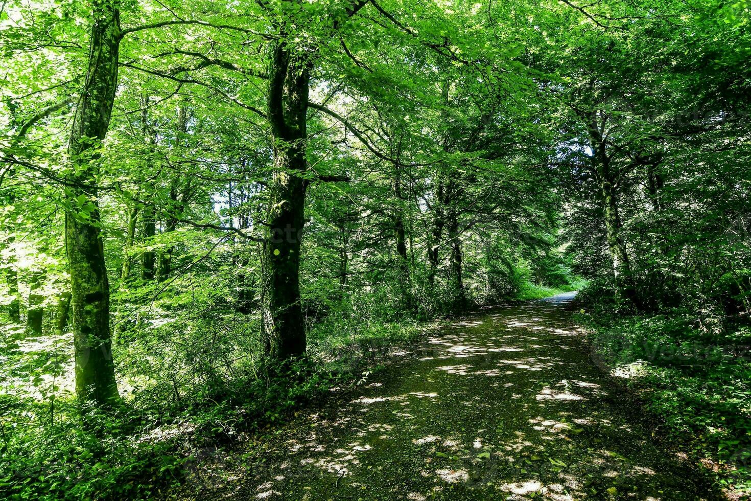 arboles en el bosque foto