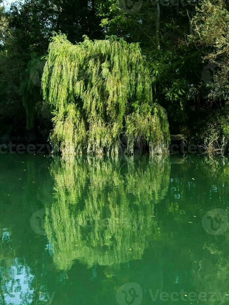 By the river photo