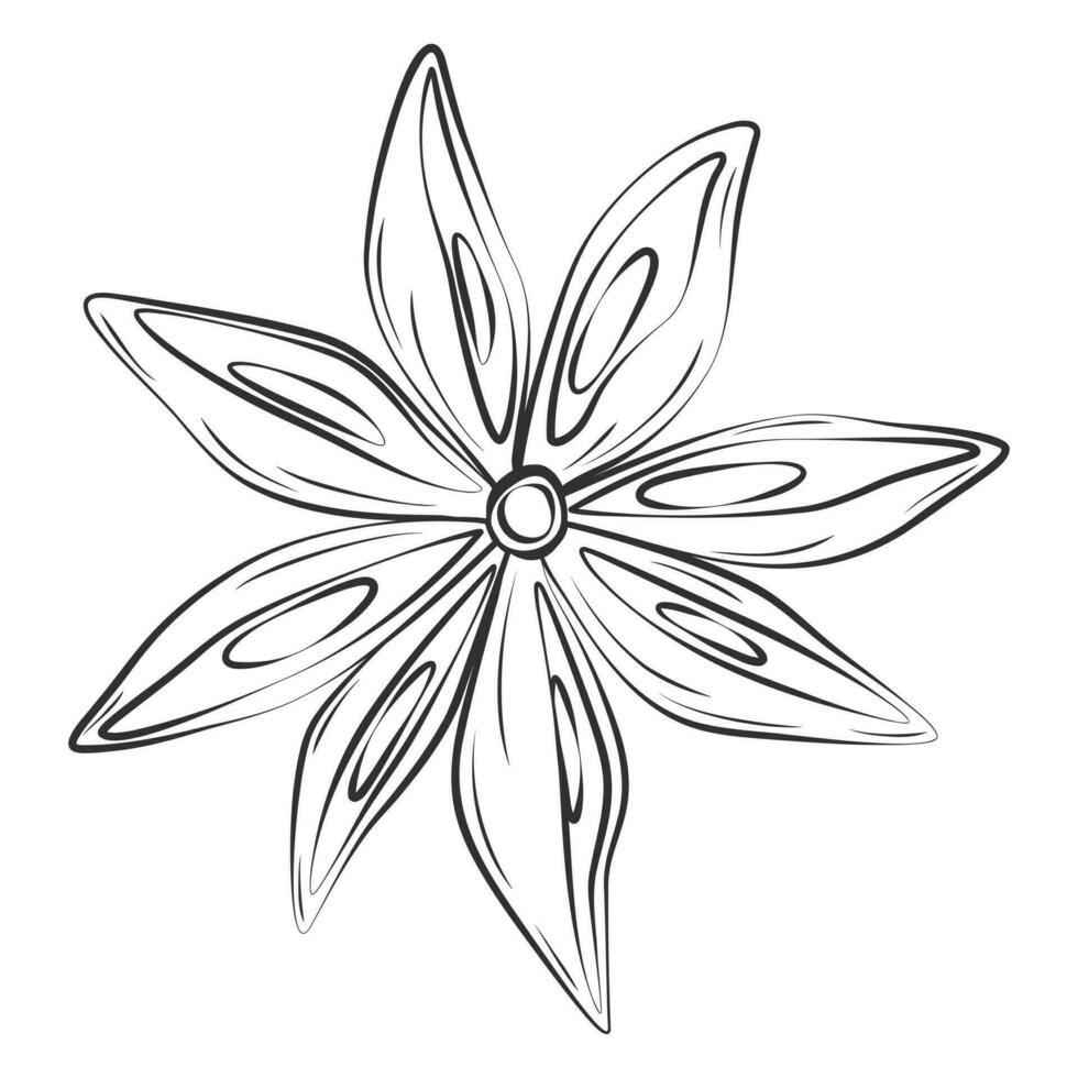 Outline drawing of an anise star. Spicy spice for coffee or mulled wine. Sticker. Icon. Isolate. EPS vector