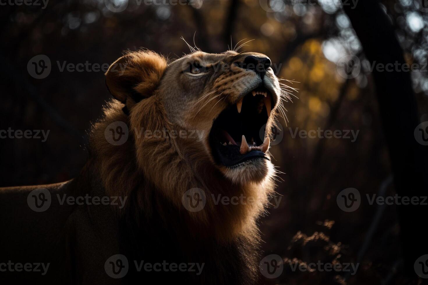 Portrait lion on the forest photo