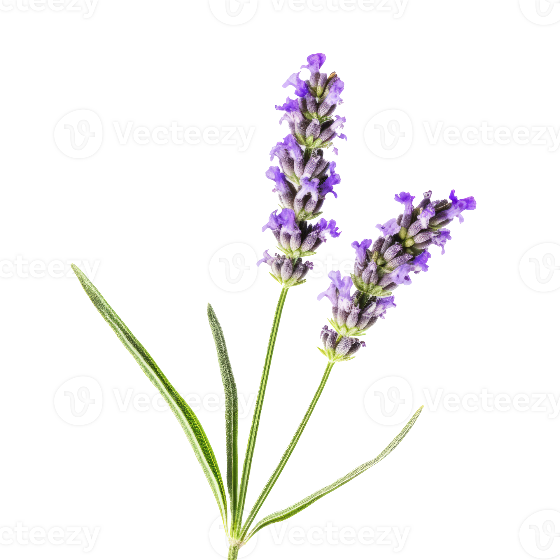Lavender flower isolated. Illustration 23285865 PNG