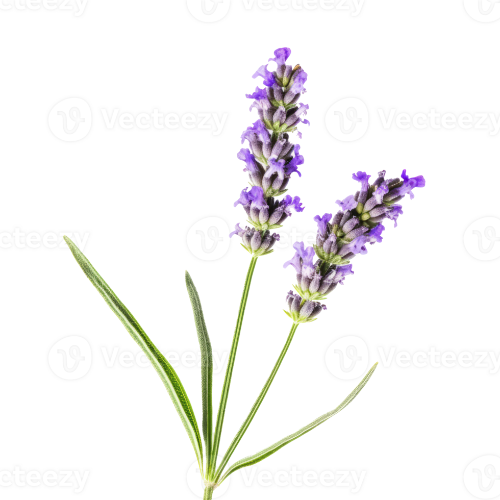 Lavender flower isolated. Illustration 23285865 PNG