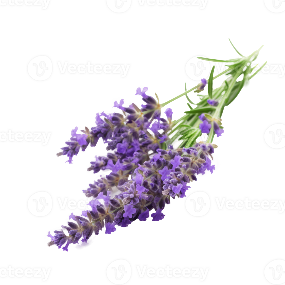 Lavender flower isolated. Illustration png