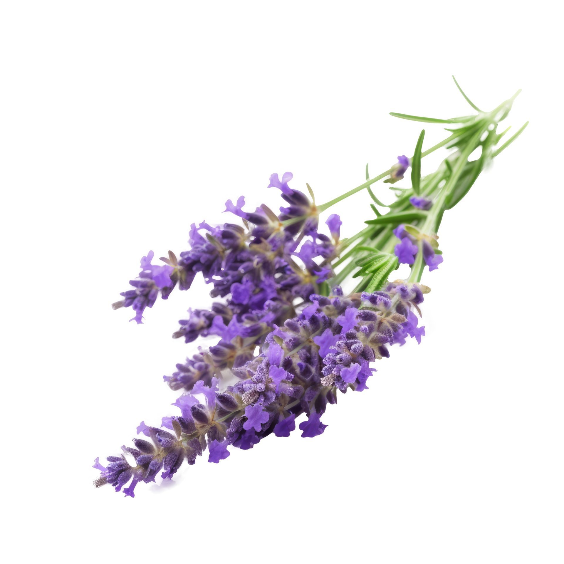 Lavender flower isolated. Illustration 23285969 PNG
