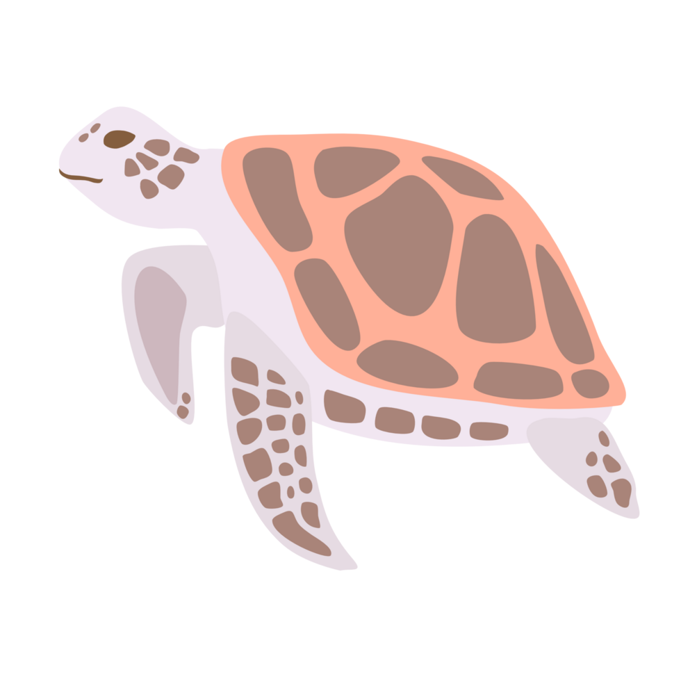 Sea turtle PNG file