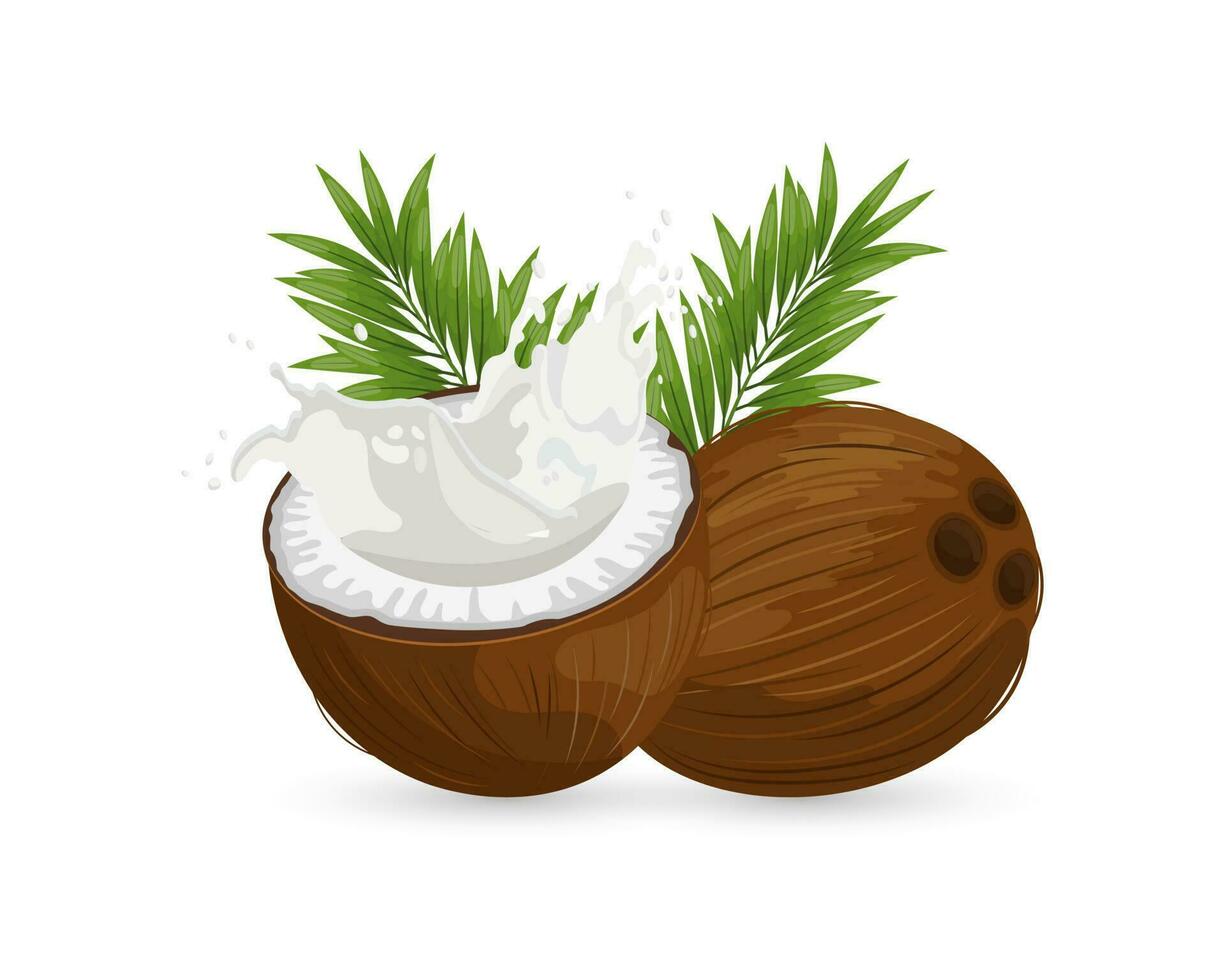 Coconut and sliced coconut with a splash of milk on a white background with palm leaves. Illustration, vector