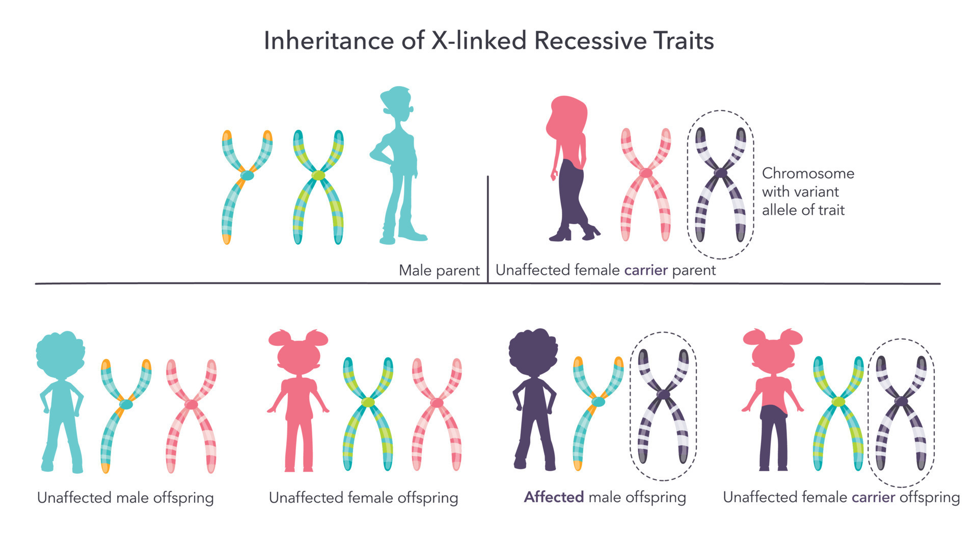 Inheritance of X linked traits scientific infographic vector