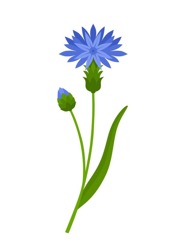 Vector illustration, Centaurea cyanus, commonly known as cornflower or bachelor's button, isolated on white background.