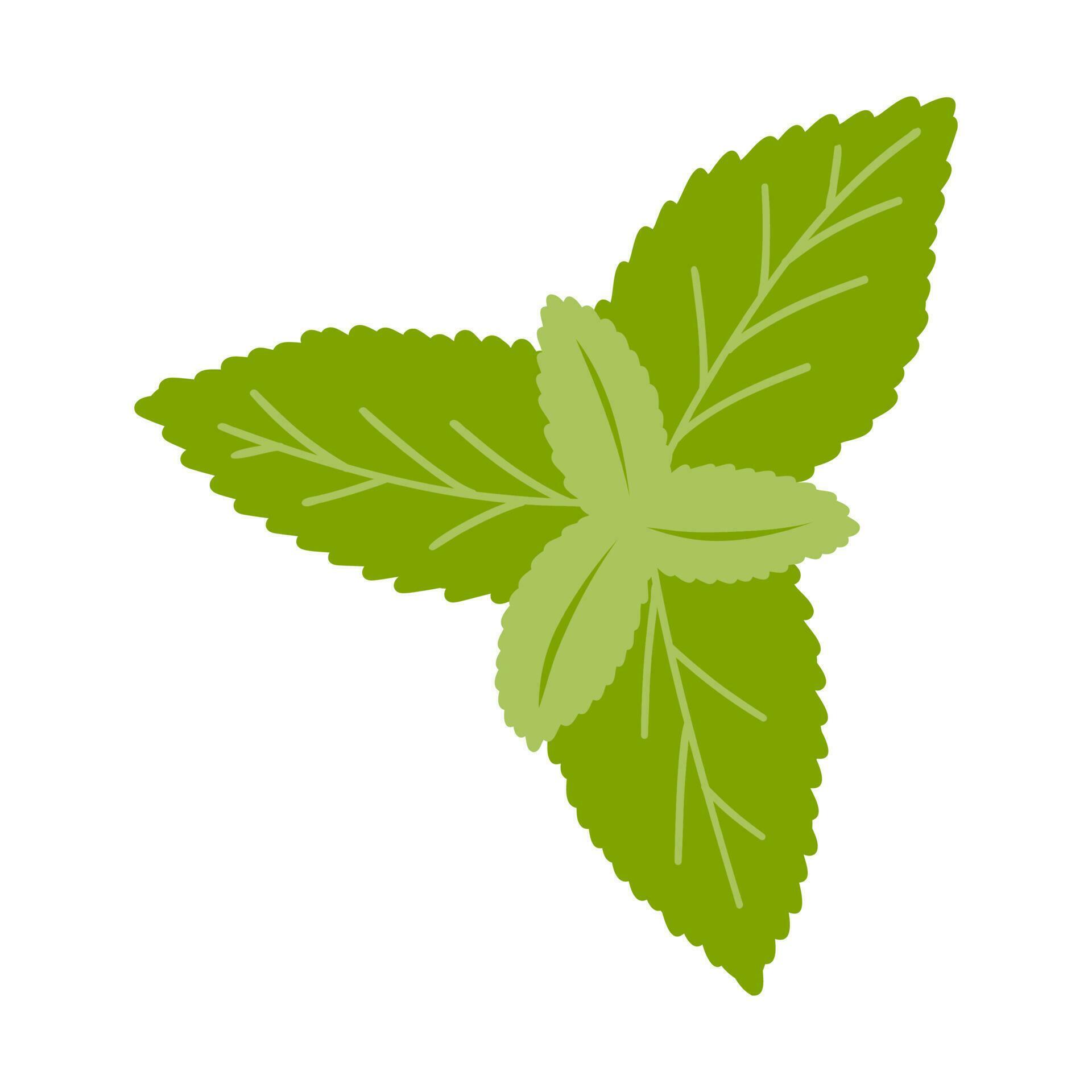 Hand drawn mint leaf. Vector illustration of fresh spices, natural